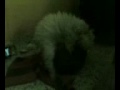 el perro follador el perro follador