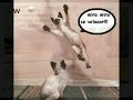 funny XDDD funny XDDD