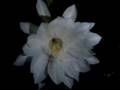 Floral Waves of Cereus Cactus 花 浪