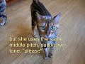 20 Bengal Cat Signs