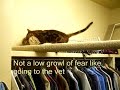 20 Bengal Cat Signs