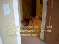 20 Bengal Cat Signs