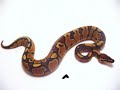Say NO to S373 Boa and Python Ban