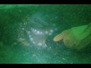 Giant Pacific Octopus (GPO) @ Les Davis Marine Park- 9.16.20