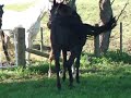 duckie hooning duckie hooning
