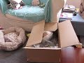 Pimprenelle is playing hide & seek