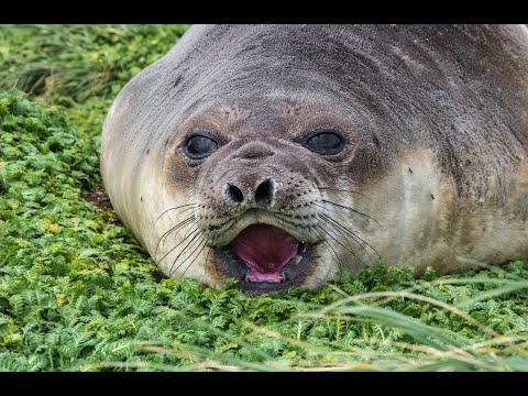 <p>Macquarie Island</p>
 video thumbnail