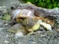Die Schnecke mag gern K�les