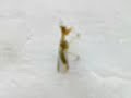 rare insect with beak and neck!! rare insect with beak and neck!!