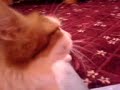 Shouting Cat Icon
