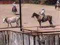 ranch roping - houlihan head catch