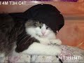 these are some funneh kittehs contrasted wiv 2pac..westside!