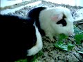 Guinea Pigs loving their greens