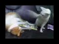tisay and toshio morning fight