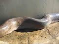 Anaconda Encontrada em quintal Anaconda Encontrada em quintal