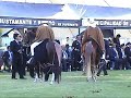 Sucesor en exhibición Caballo Peruano Peruvian Horse Sucesor en exhibición Caballo Peruano Peruvian Horse