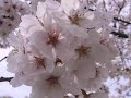 Sakura  Japanese folk song 1