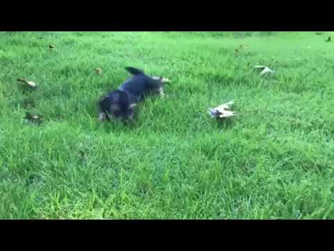 Sophie the Yorkshire Terrier