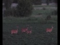 Chase'N Whitetails 2009