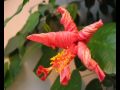 Drying Flower Time Lapse