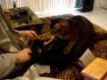 The Worlds Best Bengal Cat Gixxer