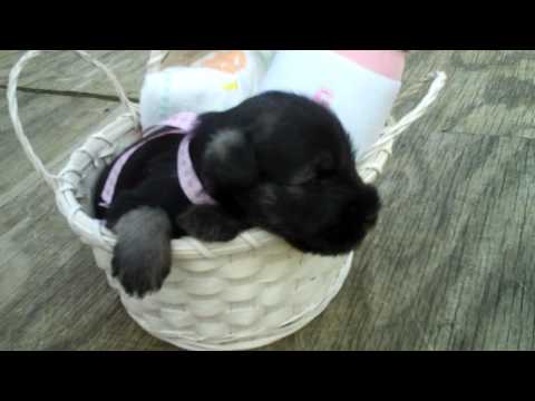 aeshnid - Female puppy from Hattie's summer litter 2011. Dark Salt/Pepper female Miniature Schnauzer.