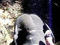 videos de Elephant Ride