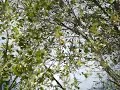 Windy Cottonwoods