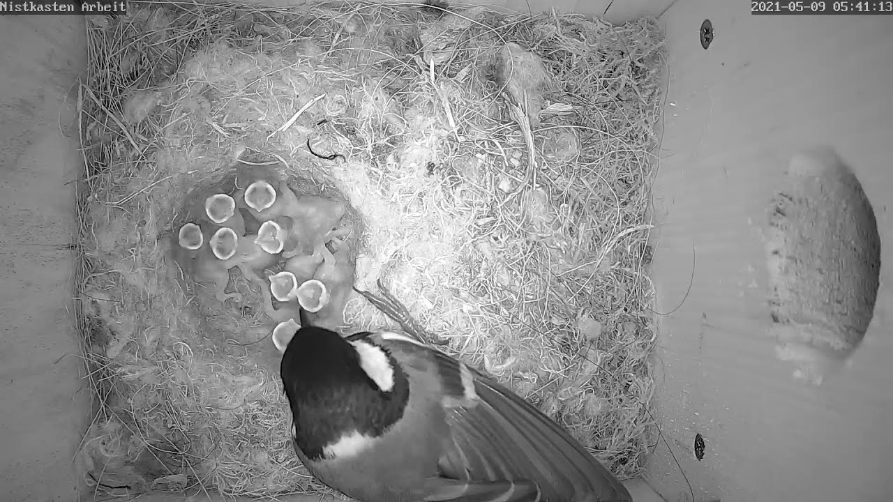 Der Raketenstart der Kohlmeise & alle 8 Küken sind noch da! | Tag 2 | 09.05.2021