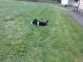 muttley pratfall