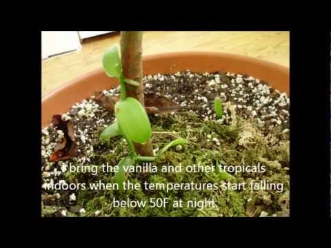 how to grow vanilla