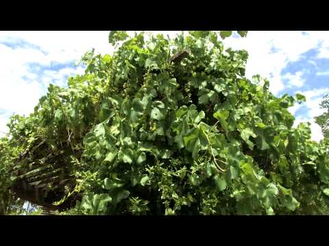 how to grow grapes in nm