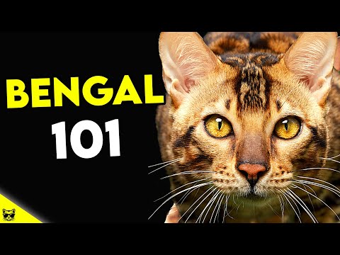 Must Watch BEFORE Getting a BENGAL CAT | Bengal Cat 101