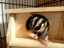 sugar glider / sugar girl eats ringo
