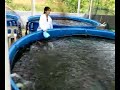 ikan keli