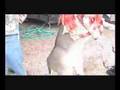 How to Field Dress a Deer