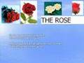 The Rose en De Roos
