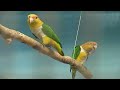 Relaxing Nature Scenes - Piano Rain Relaxing Music - Nature Scenes 5