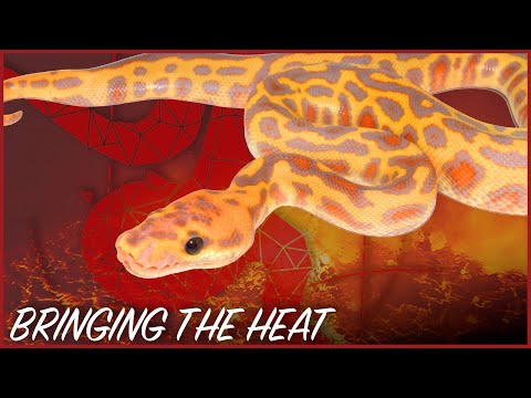 YouTube reptile video