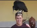 esta � 1� apari�ao de loira em uma tv e um documento do 4�voo solo desta ave em companhia de um parapente em cambui mg