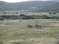 Herd of elephants walking through Addo Elephant Park Herd of elephants walking through Addo Elephant Park