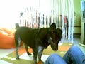 Henry-Angry Dog...