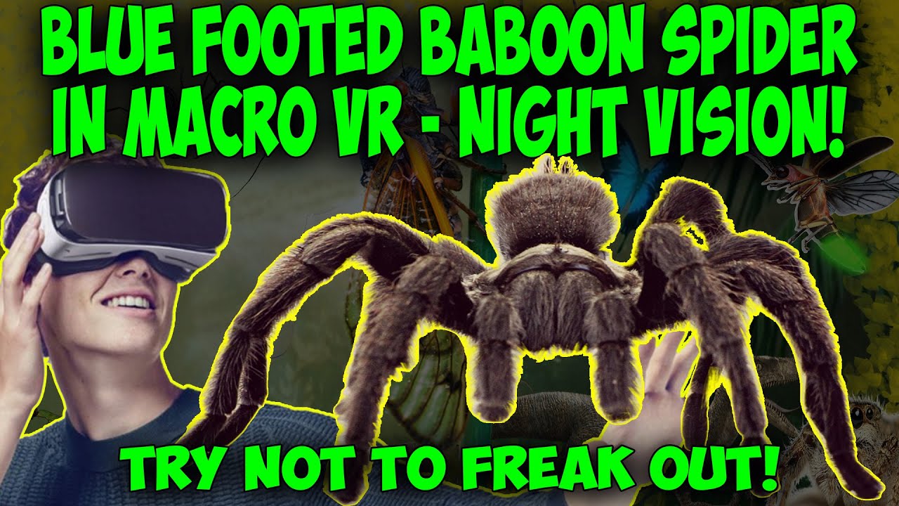 Blue Footed Baboon Spider, Macro VR in night vision. Try not to freak-out!