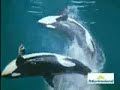 Welcome to sea world ~ killer whale Welcome to sea world ~ killer whale
