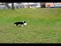 Young dog Dixi playing dogfrisbee Young dog Dixi playing dogfrisbee