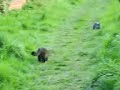 funny cat fight in field
