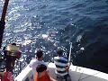 Blue fishing on the Fish Monger