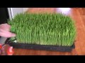 How to grow wheatgrass