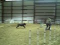 Pearl and Heather doing Agility!.AVI