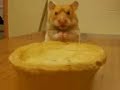 Harry the Hamster Pies 50p, w*nks �1 (SWEARING)